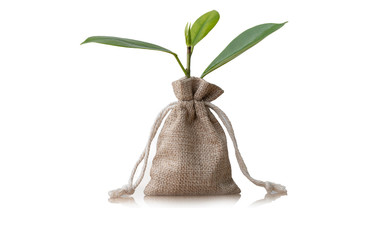 Coins in sack and small plant tree isolated on white background. Pension fund, 401K, Passive...