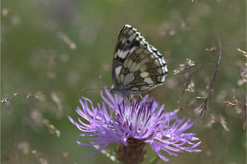 Schachbrettfalter