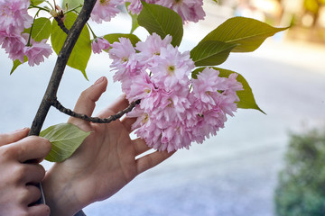 Closeup of woman's hands holding branch of blooming cherry tree