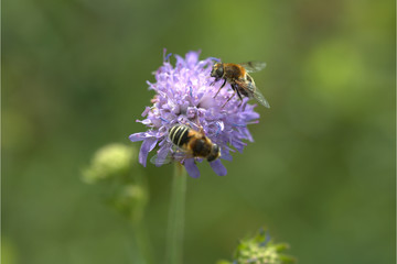 Schwebefliegen  © MEISTERFOTO