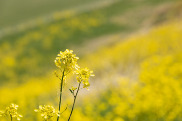 荒川の河川敷に咲く菜の花