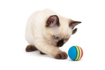 Fototapeta na wymiar Small Siamese kitten and toy