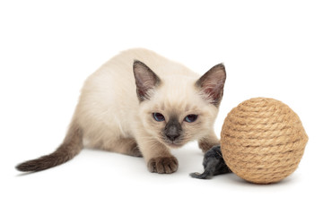 Little Siamese kitten playing with toy