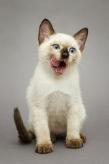 Little Siamese kitten licking