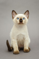 Little funny Siamese kitten