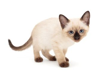Small Siamese kitten stands