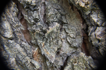 Elm tree and its bark under macro photography. For Texture or Background