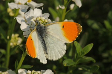 Anthocharis cardamines (LINNAEUS, 1758) Aurorafalter , Männchen 12.04.2010 OpladenSONY DSC