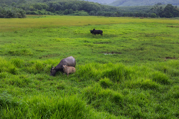 Buffalo eating grass in the fields
