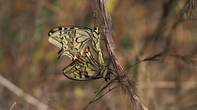   macaon butterfly couple, in reproduction time, with unfocused background    
