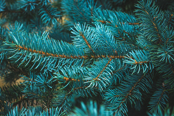 Spruce blue branch, evergreen, fir coniferous background. Frame of pine needles close-up. Pine-tree. Scotch fir. Green branches of fur tree. Christmas fir. 