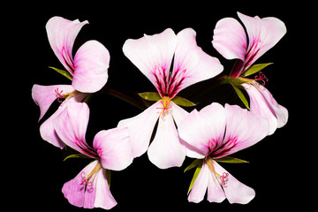Geranium Lierre Simple pink flowers on black background
