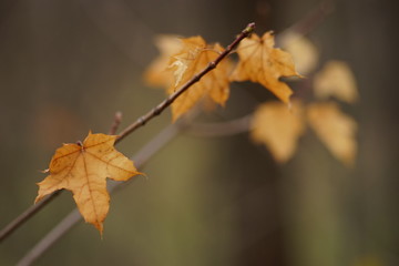 dry brown autumn leaf on the bush in forest