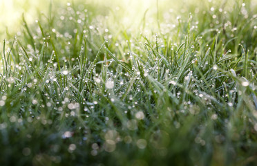 Bright morning on meadow
