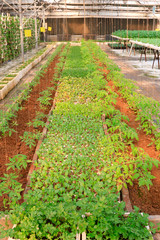 Vegetables in greenhouses