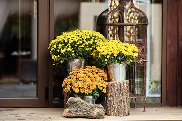 Yellow and orange chrysanthemum flowers in pots, copy space. Autumn wedding decorations. Fall,...