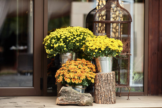 Yellow and orange chrysanthemum flowers in pots, copy space. Autumn wedding decorations. Fall, thanksgiving concept