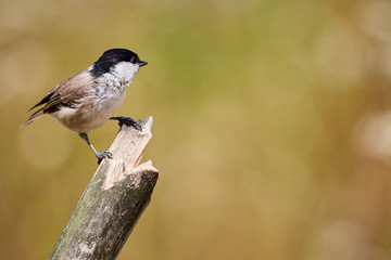 Closeup of a Marsh tit (Poecile palustris) perching on a broken branch against natural background. Spring bird in nature.