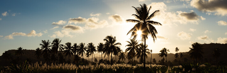 Sunset on coconut and sugar canne plantation near Achada Fazenda in Santiago Island  in Cape Verde...