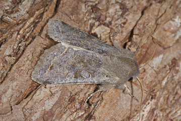 Orthosia incerta (HUFNAGEL, 1766) Variable Kätzcheneule 27.03.2010 Opladen (Leverkusen)SONY DSC