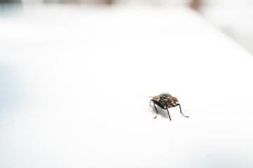 テーブルの上に止まる蠅
