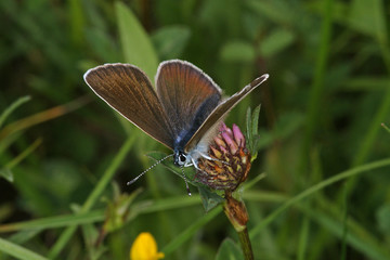Polyommatus semiargus (ROTTEMBURG, 1775) Rotklee-Bläuling, Weibchen 14.06.2010 bei Nonnenbach (Blankenheim, Eifel)SONY DSC