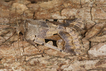 Orthosia gothica (LINNAEUS, 1758) Gothica-Kätzcheneule 18.03.2010 OpladenSONY DSC