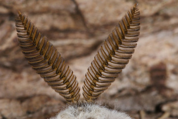 Saturnia pavonia (LINNAEUS, 1758) Kleines Nachtpfauenauge, Fühler Männchen 28.03.2010 Opladen (Leverkusen)SONY DSC