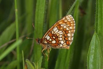 Melitaea aurelia NICKERL, 1850 Ehrenpreis-Scheckenfalter 14.06.2010 bei Nonnenbach (Blankenheim, Eifel)SONY DSC