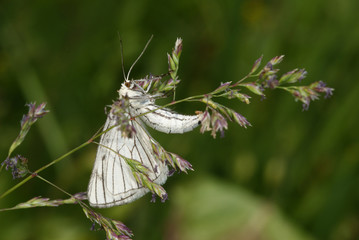 Siona lineata (SCOPOLI, 1763) Hartheu-Spanner 14.06.2010 bei Nonnenbach (Blankenheim, Eifel)SONY DSC