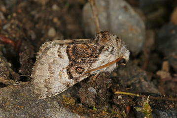 Colocasia coryli (LINNAEUS, 1758) Haseleule 22.05.2010 Grube 10 (Haan-Gruiten)SONY DSC