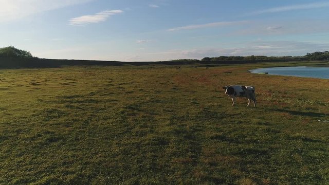 A cow in a meadow near a lake filmed with a drone.