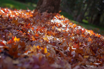 Autumn leaves in the park