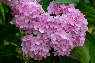 Close up beautiful Purple hydrangea flowers with nature background.