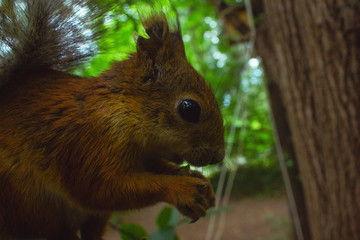 Squirrel in the wild gnaws nuts