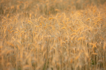 Wheat field landscape, harvest growth