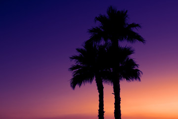 Three palm trees beach sunset