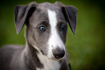 Greyhound puppy