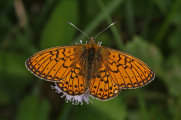 Boloria eunomia (ESPER, 1799) Randring-Perlmuttfalter 14.06.2010 Nettersheim (Eifel)SONY DSC