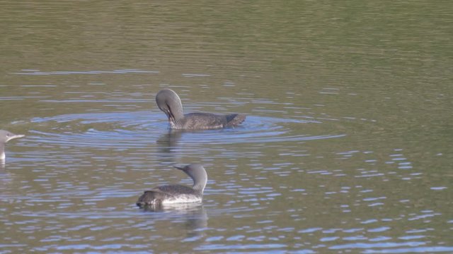 Red throated diver in lake, Western Fjords , Iceland