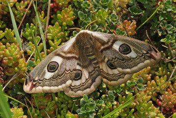 Saturnia pavonia (LINNAEUS, 1758) Kleines Nachtpfauenauge, Weibchen 24.05.2010 OpladenSONY DSC