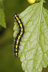 Callimorpha dominula (LINNAEUS, 1758) Schönbär , Raupe 24.04.2010 Herichhauser Bachtal - WuppertalSONY DSC