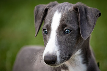 Greyhound puppy