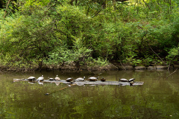 甲羅干しをする亀たち
