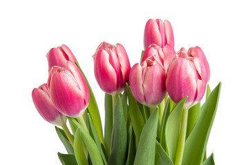 Tulpen