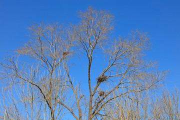 dry branches and bird's nest
