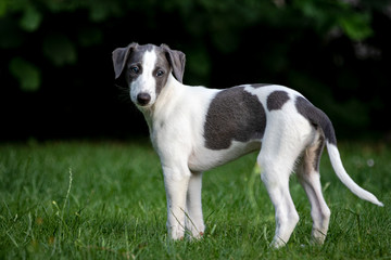 Greyhound puppy