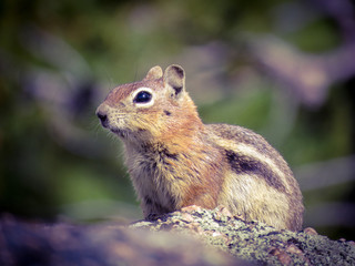 Chipmunk