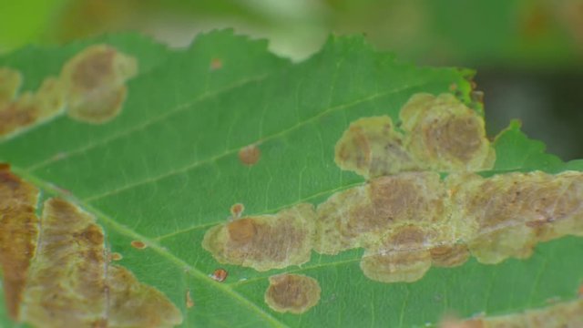 Brown Disease on Tree Leaf. Dark spots on foliage, unhealthy leaves spot