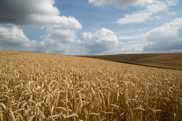 field of wheat